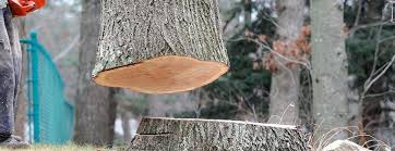 How Our Tree Care Process Works  in  Fort Carson, CO