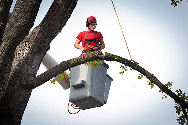 Best Leaf Removal  in Fort Carson, CO